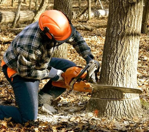 Tree Removal in Milton, LA